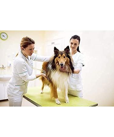 Vet's Advantage 100% Pure Stone-ground Milk Thistle Powder for Dogs - for Optimal Liver Health & Detoxification - Buy Online on GoSupps.com