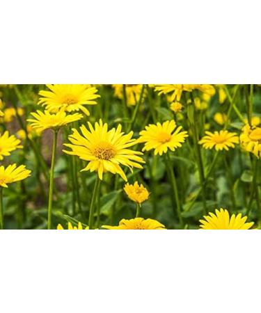 Indigo Herbs Elecampane Root Tea 50g - Herbal Infusion for Wellness - Buy Online on GoSupps.com