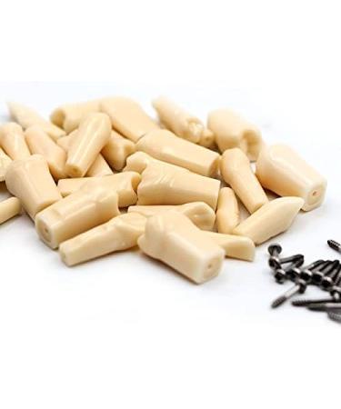 Dental Simulator Manikin Phantom Head - Training & Study Typodont Model with Removable 28 Teeth for Dental Exercises - Buy Online on GoSupps.com