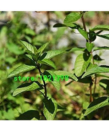 Vistaric Promotion! Vegetable mint Vegetable seeds Balcony Potted mint Germination rate 98% Aromatic plant seeds 200PCS - Buy Online on GoSupps.com