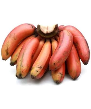 Fresh Red Banana | 1KG | 100% Fresh Fruit | Sri lankan Origin| Next Day Shipping By Seelans - Buy Online on GoSupps.com