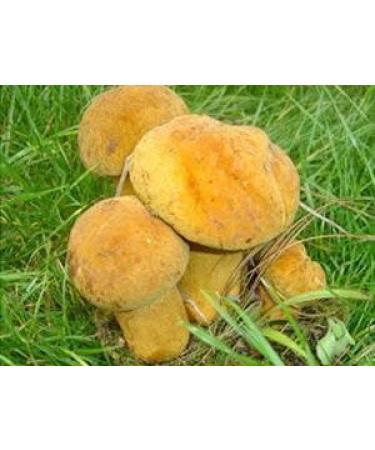 WENXUANSU:2 Pound (908 grams) Boletus luteus mushroom dried Grade A yellow porcini - Buy Online on GoSupps.com