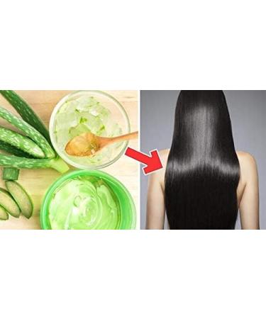 Buy 5 Fresh Bio Aloe Vera Leaves (80 cm 800g) - Premium XXL Barbadensis Miller for Skin Hair & Body - EU Certified Anti-Aging - Ships Worldwide - Buy Online on GoSupps.com