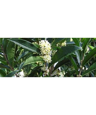 Portal Cool 15 X fragranti Tea Olive Semi Osmanthus Fragrans - Buy Online on GoSupps.com