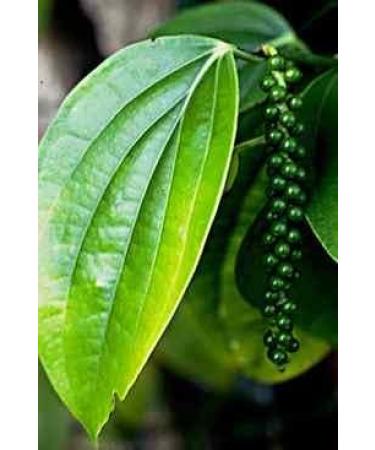PurePlant Essentials 100% Pure Energy Clearing - Positivity Blend Organic and Wild Crafted Essential Oils - 18 ml - Buy Online on GoSupps.com