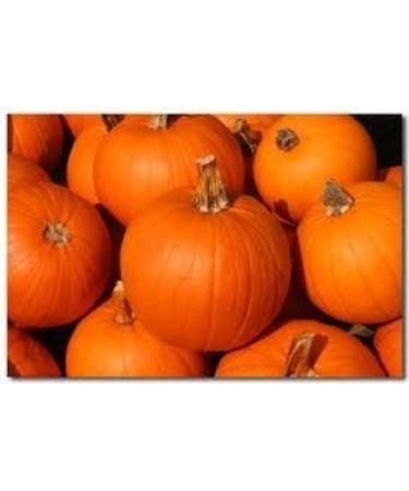 20 Sugar Sugar Pumpkin 2018 (All Non-ogm semi-cimel Vegetable!)