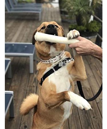 Retriever Roll 9-10 inch All Natural Rawhide Dog Treat 20 Count - Pack of 1 - Buy Online on GoSupps.com