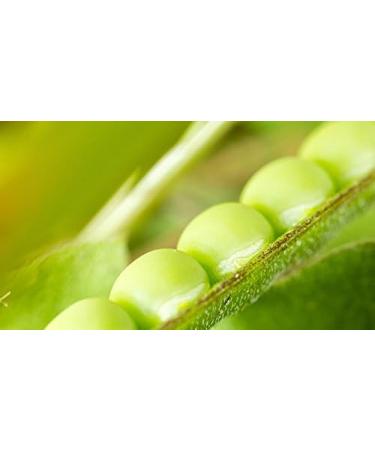 Indigo Herbs Organic Pea Protein Powder 1kg - Buy Online on GoSupps.com