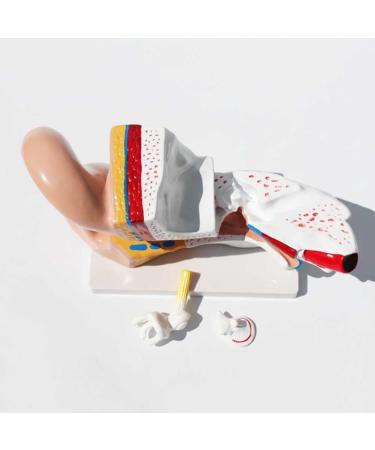 5X Enlargement Human Ear Anatomy Model - Ear Joint Simulation Model Professional PVC Outer Middle Inner Ear Model with Base for Medical Demonstration A - Buy Online on GoSupps.com