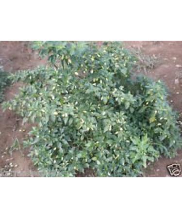 (100) WHITE HABANERO Hot Pepper SeedsSmall and HOT