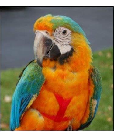 Aviator Bird Harness & Leash - Made in America | Size L - Perfect for Parrots & Flight-Ready Birds - Buy Online on GoSupps.com