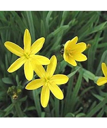 Pacchetto semi: 30 + Giallo Eyed s Semi/Sisyrinchium /
