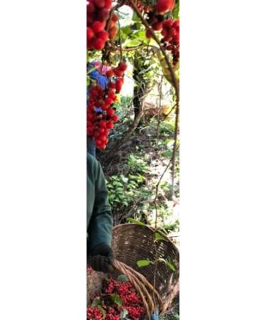 Herbal Cure - Schisandra Berries 500g - Extra Large Berries - Product of China - Buy Online on GoSupps.com
