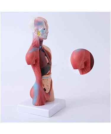 Human Body Torso Model - Half Body Torso Model 28 cm with Organs - Detachable Medical Education Model 19 Pieces -for Training aid Medical - Buy Online on GoSupps.com