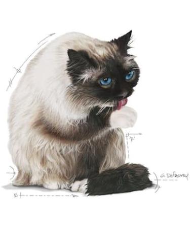 Royal Canin Hairball Care Complete Dry Adult Cat Food 3 x 400g - Buy Online on GoSupps.com