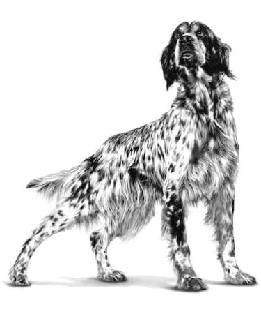 ROYAL CANIN Renal Select Dog Food 2 kg - Buy Online on GoSupps.com