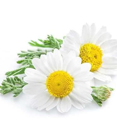 Roman Chamomile Essential Oil 0.5 fl ounce (15ml) | 100% pure oil for massage aromatherapy and diffusing | Long lasting fresh scent and aroma fragrance for DIY candle. hair cosmetics and body butter - Buy Online on GoSupps.com