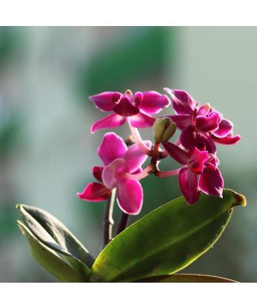 Buy 4er Set Litamin Magical Moments Fragrance Foam Bath (4x750ml) - Black Calla & Orchid Essence Eco-Friendly Paraben & Silicone-Free - Buy Online on GoSupps.com