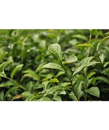 Authentic Taiwanese Tea Master Jasmine Green Oolong Loose Leaf Tea - 120g - Buy Online on GoSupps.com