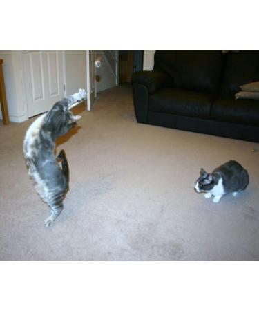 Purrs Mouse attachment- Fits PurrSuit Frenzy & DaBird wand Cat Toys - Buy Online on GoSupps.com