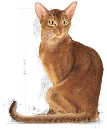 Royal Canin Savour Exigent Complete Adult Dry Cat Food 2 x 400g - Buy Online on GoSupps.com