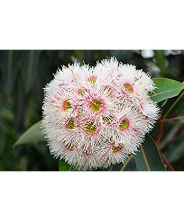 Germinazione I Semi: 20 Semi Eucalyptus camaldulensis Red River Evergreen Gum