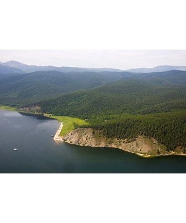 Organic Cedar Nut Oil 100ml - Pure Unfiltered Pine Core Oil with 10% Cedar Resin - Authentic & Natural - Buy Online on GoSupps.com