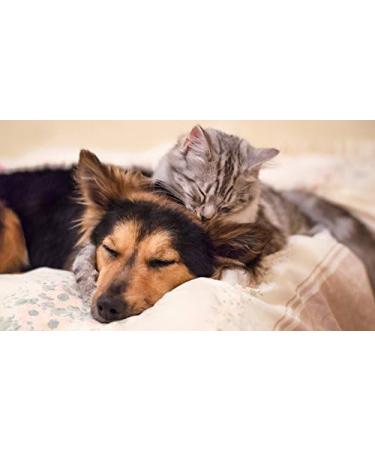 Allergy Pills for Cats & Dogs - Effective Skin Allergy Relief - Chewy Tablets - 150 Count - 2 Bottles - Buy Online on GoSupps.com