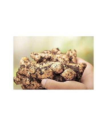 Ginger Extract Strengthen & Revitalizing Shampoo - Herbal Anti Hair Loss Formula | Promotes Growth & Repairs Fragile Hair - Buy Online on GoSupps.com