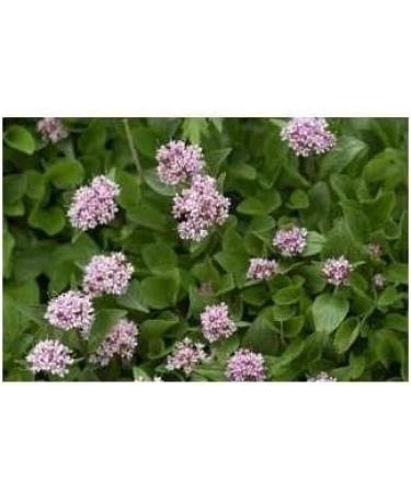 Valerian root 1 kg POWDER Valeriana officinalis - Buy Online on GoSupps.com
