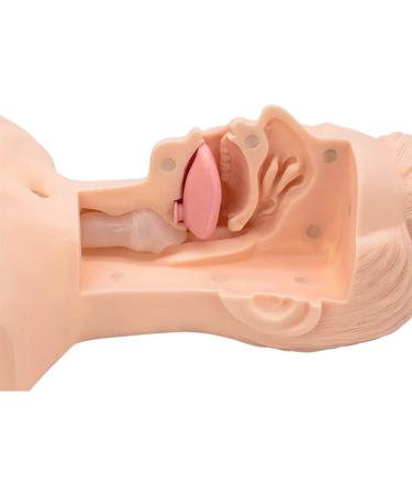 CHROX PVC Nasal Cavity Oral Suction Training Model (Medical Model) Advanced Suction Practice Model for Nursing Medical Training - Buy Online on GoSupps.com