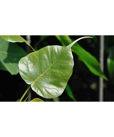 AOZA Neotea Arasa Ilai Peepal Leaves Ficus Religiosa Leaf Powder 300 gm - Buy Online on GoSupps.com