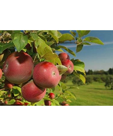  Ancient Purity Apple cider vinegar - 500 ml with unpasteurized mother - Buy Online on GoSupps.com