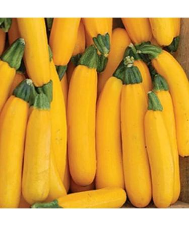 PLAT Firm Germinazione dei semi: 25 - Semi: ibrida Goldrush Yellow Zucchini Squash-cremoso Carne Bianca! Tasty TRASPORTO Libero! - Buy Online on GoSupps.com