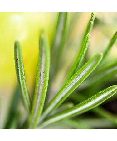 Red Flower Italian Blood Orange Hydrating Hair Wash | Nourishing Shampoo for All Hair Types - Shop Internationally - Buy Online on GoSupps.com