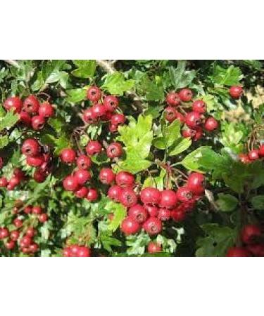 Hawthorne berry 1000 mg extra strength 10:1 extract ratio is the equivalent of 10000 mg. Pure Organic 100% Natural. No pesitcides & no GMO