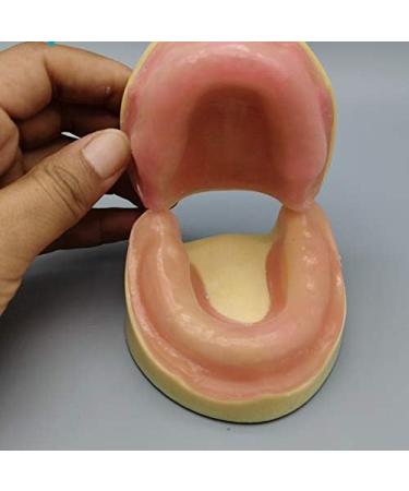 Fhuili Dental Implant Practice Model - Gum-Free Distental Model for Advanced Training - Buy Online on GoSupps.com