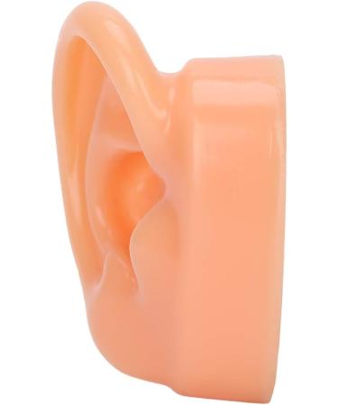 Jacksking Silicone Ear Model - Realistic Textured Medical Teaching Aid for Office Use - Buy Online on GoSupps.com