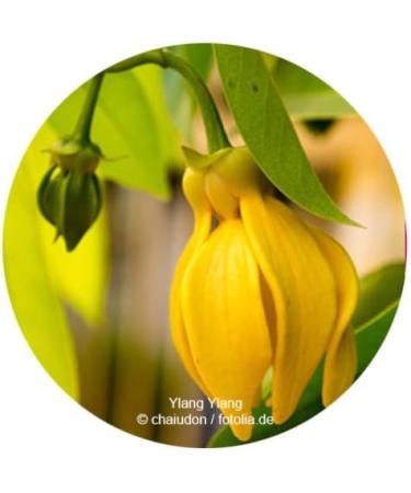 Body Cream Body Cream Vegan with Ylang Ylang Sandelholz l and Hanf l/100% Natural in Organic Quality/150ml/Made in Germany - Buy Online on GoSupps.com