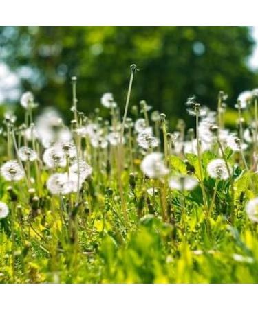  Kamelur Kamelur 125g Organic Dandelion Herbal Tea without additives - Organic dried & cut dandelion leaves - Organic dandelion herbal tea in biodegradable packaging - Buy Online on GoSupps.com