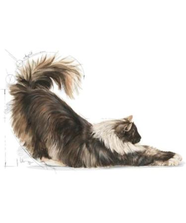 Royal Canin Indoor Long Hair Cat Food 2 kg - Buy Online on GoSupps.com