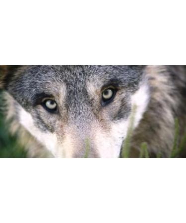 Men's - Savage Scented Pheromone Oil (Roll On) - Buy Online on GoSupps.com