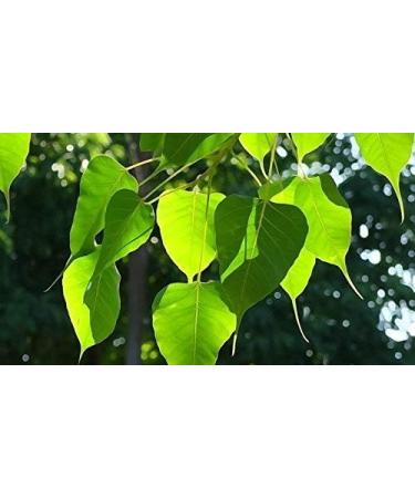 SS Arasa Ilai Powder | Peepal Leaves | Ficus Religiosa Leaf Sacred Fig | Pippalam Ila 300 gm - Buy Online on GoSupps.com