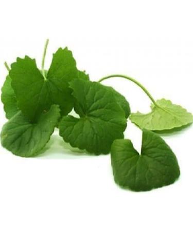 Yang Flax Vallarai Centella Asiatica Gotu Kola Poudre de 1 kg Lot de 2 - Buy Online on GoSupps.com