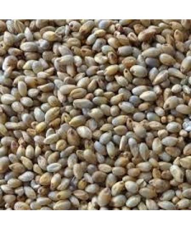 BSD Organics HealthY Pearl Millet/Kambu - 500 g - Buy Online on GoSupps.com