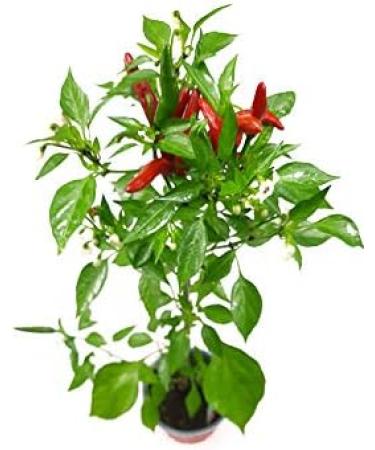 Buy Thai Chili Rawit Plants - Sustainably Grown Chili Plants for International Shipping - Buy Online on GoSupps.com