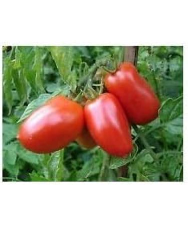 30 San Marzano Semi 3 Tomato 2017 ($ 3.00 Max Shipping!) - Buy Online on GoSupps.com