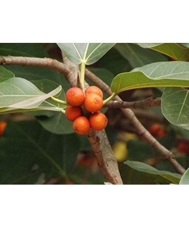Nutranix lnd Banyan Fruit Aalam Palam Powder 50 GM (Pack Of 10) - Buy Online on GoSupps.com