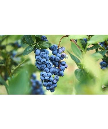 Indigo Herbs Blueberry Organic 250g (Dried) - Buy Online on GoSupps.com