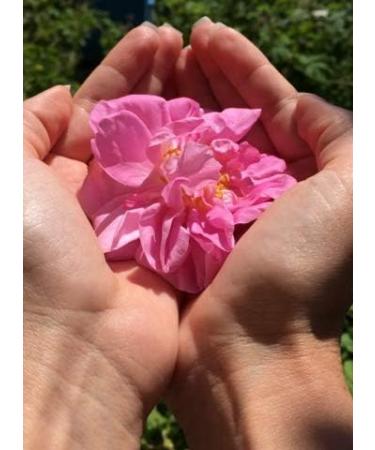 Bulgarian Rose Damascene Herbal Tea Rosebuds Rose Petals 0.5 litre (500ml) Damask Rose Pure Dried Rosebuds - Buy Online on GoSupps.com